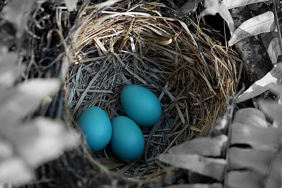 Three Robin Eggs Photograph by Richard Reeve