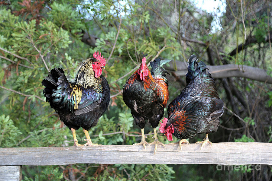Three Roosters Photograph by Vivian Krug Cotton