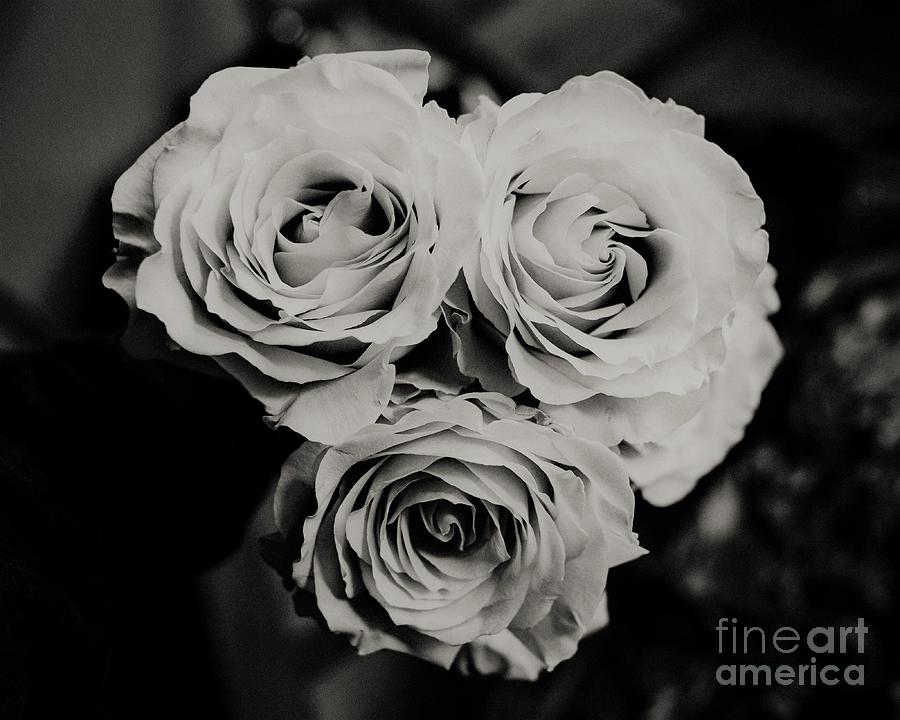 Three Roses Photograph by Alex Caminker