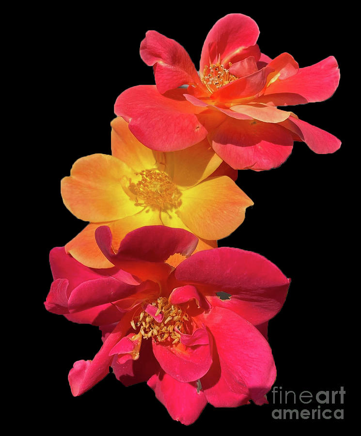 Three Roses Photograph By April Kirlis - Fine Art America