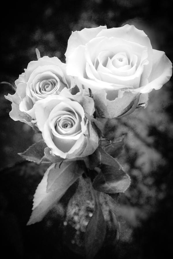 Three Roses, Black and White  Photograph by W Craig Photography