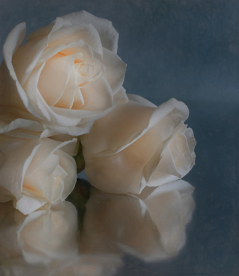 Three Roses  Photograph by Sylvia Goldkranz