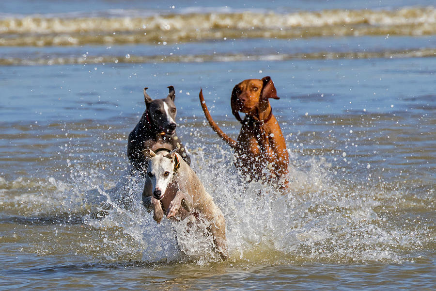 Three Running Dogs on the Beach Photograph by Arterra Picture Library