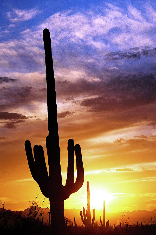 Three Saguaro Sunset Photograph by Douglas Taylor