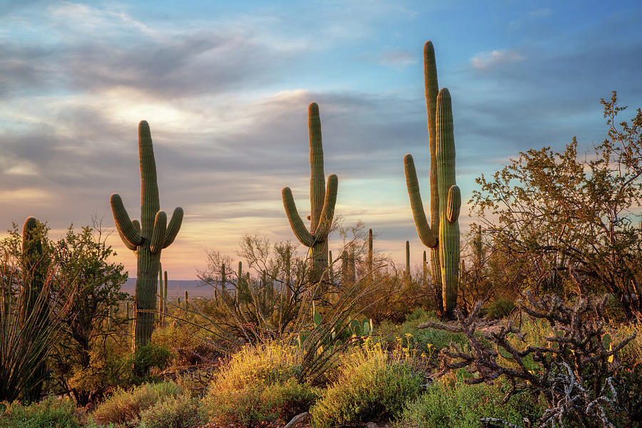 Three Saguaros Photograph by Alex Mironyuk