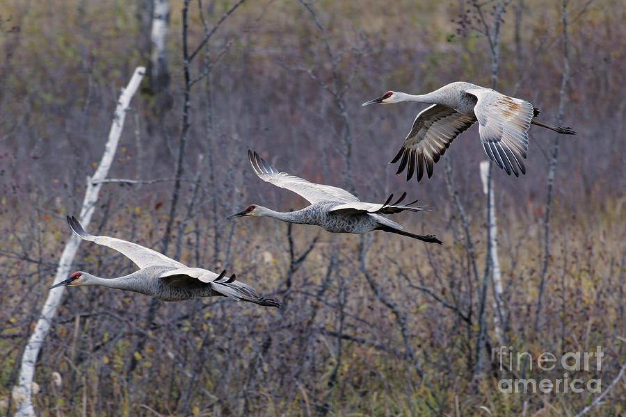 Three Sandhill Crane Flight 2 Photograph by Natural Focal Point Photography