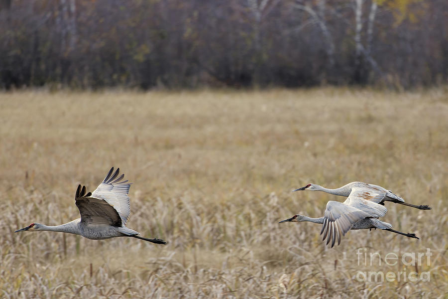 Three Sandhill Crane Flight 3 Photograph by Natural Focal Point Photography