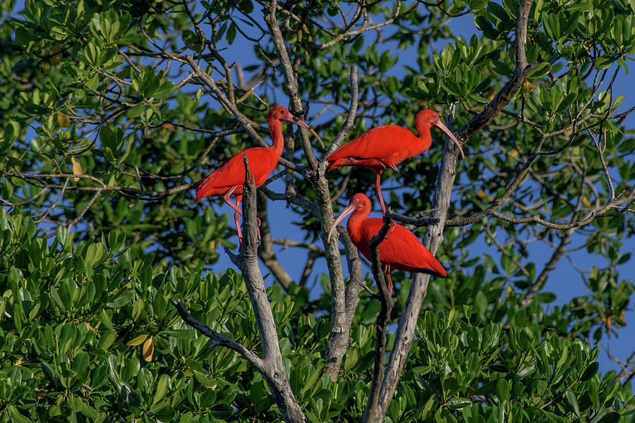 Three scarlet ibis Photograph by Rachel Lee Young