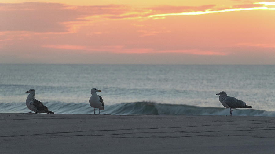 Three Seagulls Enjoying the Sunrise Photograph by Matthew DeGrushe