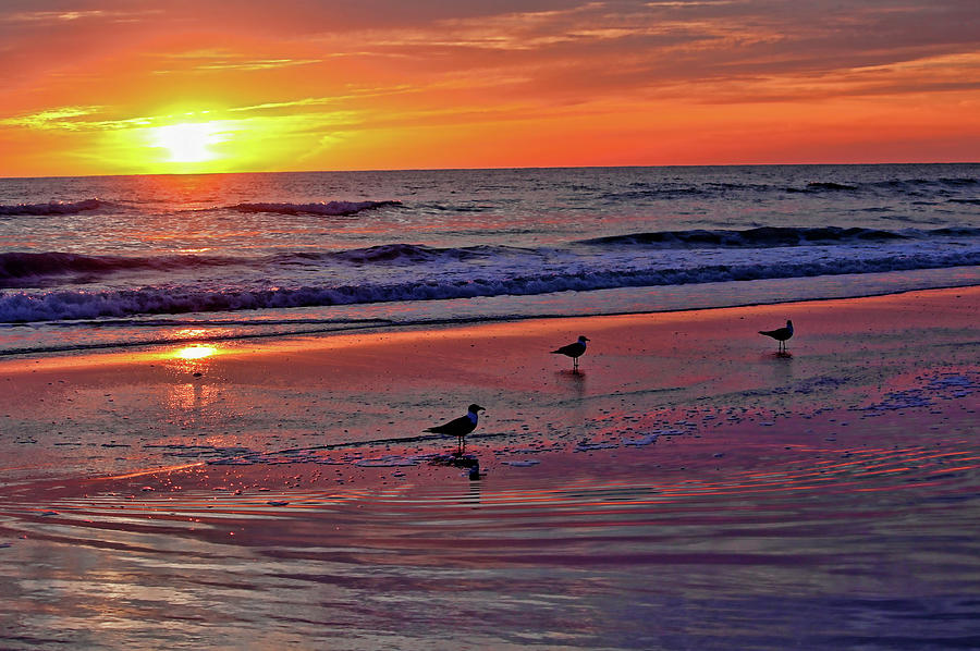 Three Seagulls On A Sunset Beach Photograph by HH Photography of Florida