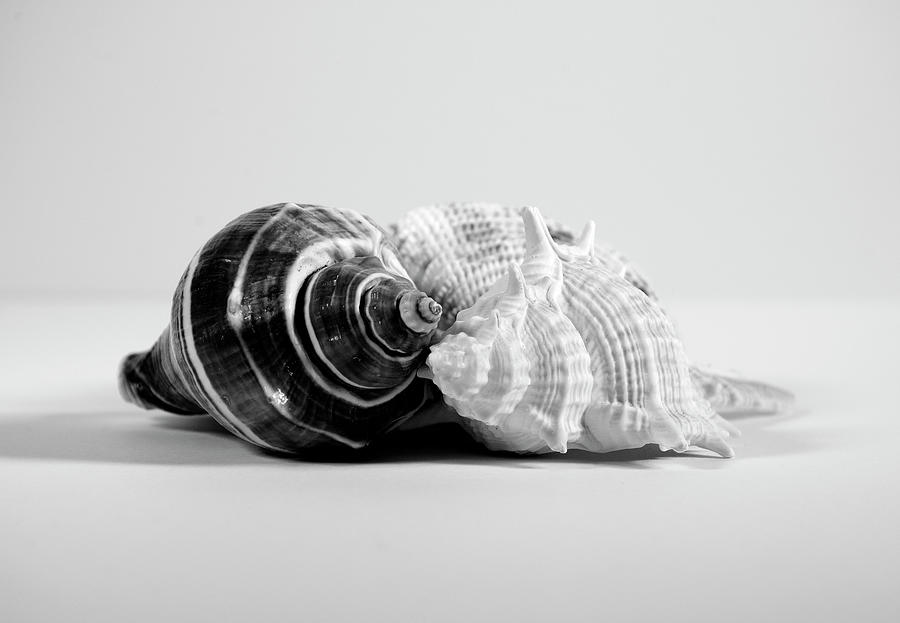 Three Seashells Photograph by Angie Tirado