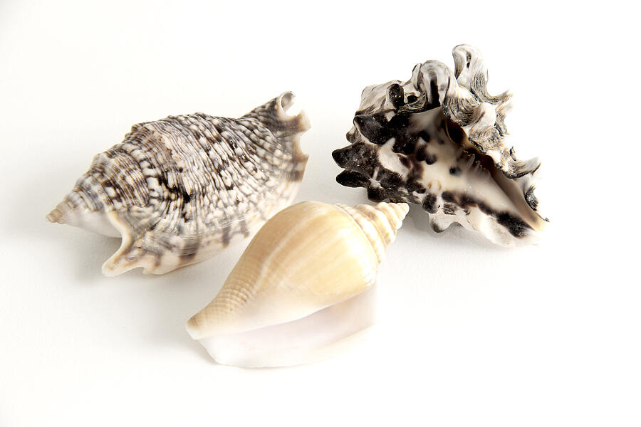 Three Seashells Photograph by Masha Batkova