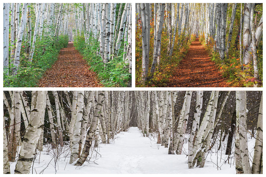 Three Season Birch Path Scene Photograph by White Mountain Images