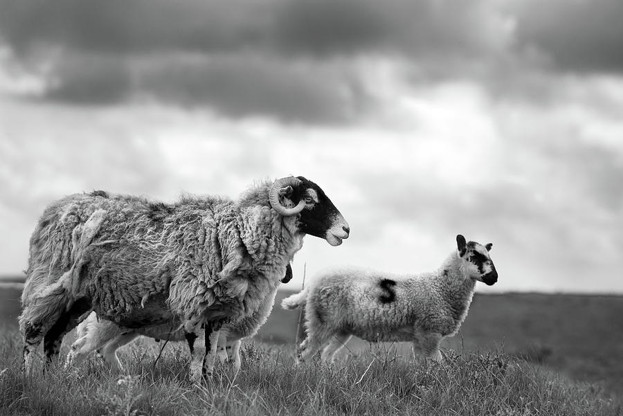 Three Sheep Overlooking the Field with Rough Sky Photograph by Dennis Dame