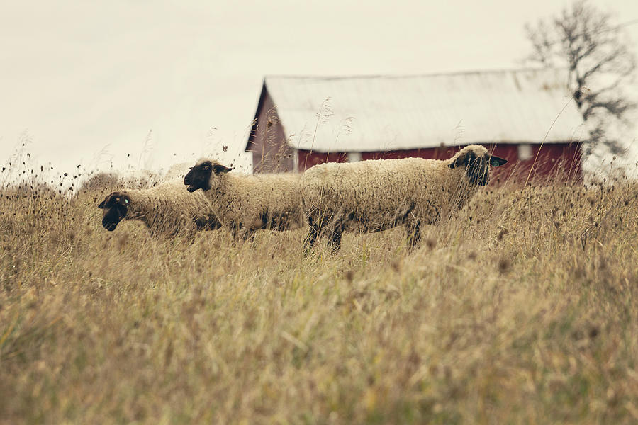 Three Sheep Photograph by Stephanie Moon