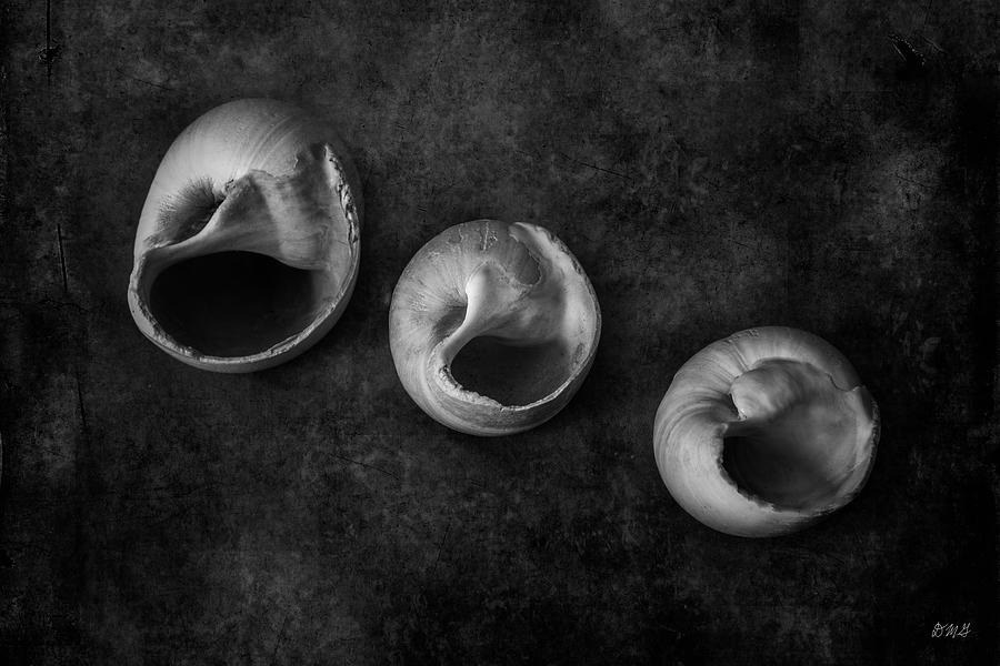 Black And White Photograph - Three Shells BW by David Gordon