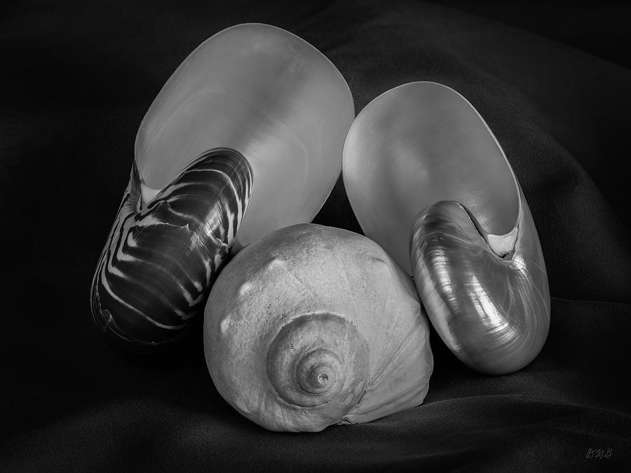 Still Life Photograph - Three Shells Still Life II BW by David Gordon