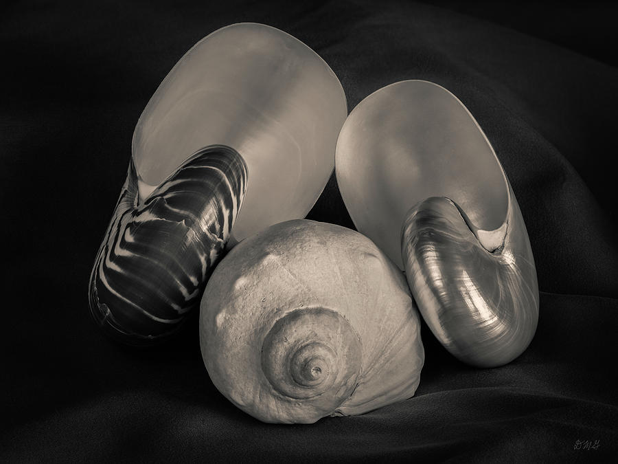 Three Shells Still Life II Toned Photograph by David Gordon
