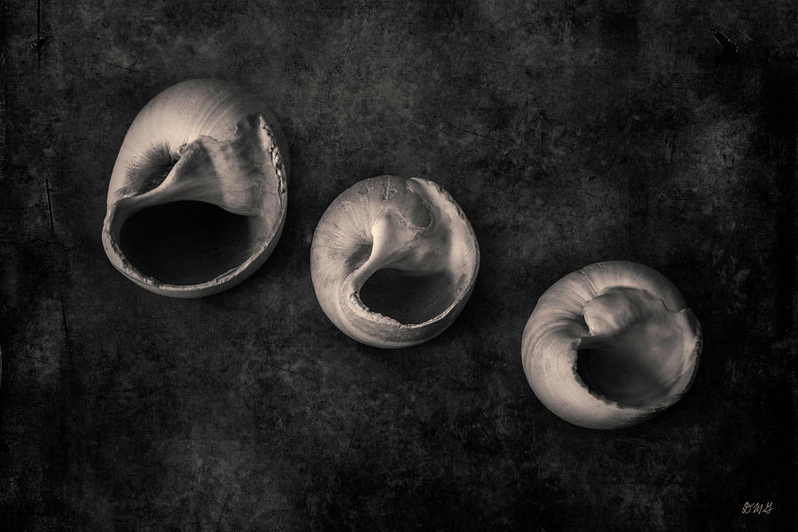 Three Shells Toned Photograph by David Gordon