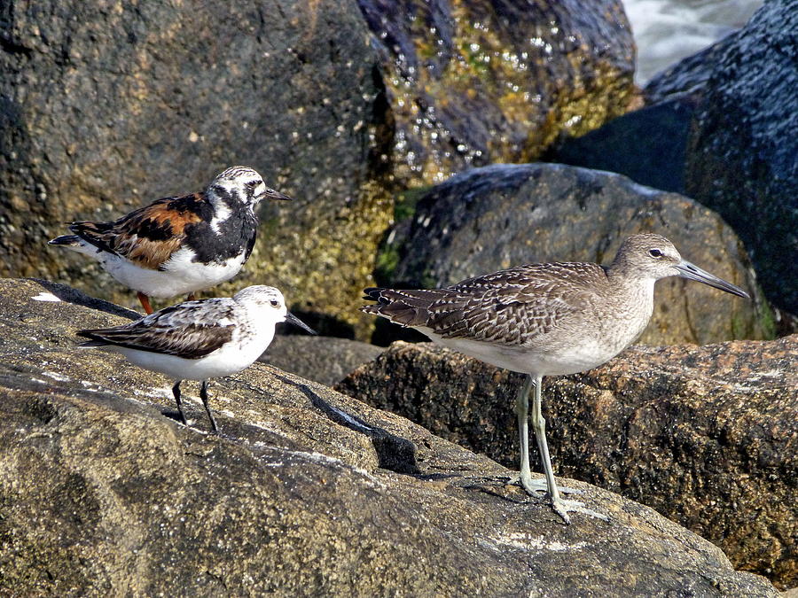 Three Shorebirds on the Rocks Photograph by Lyuba Filatova
