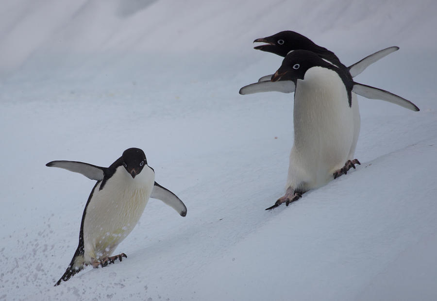 Three sliding Adelie penguins Photograph by Richard McManus