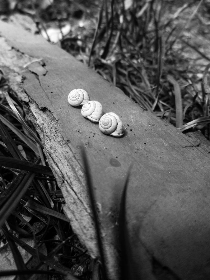 Three Snail Shells Photograph by W Craig Photography