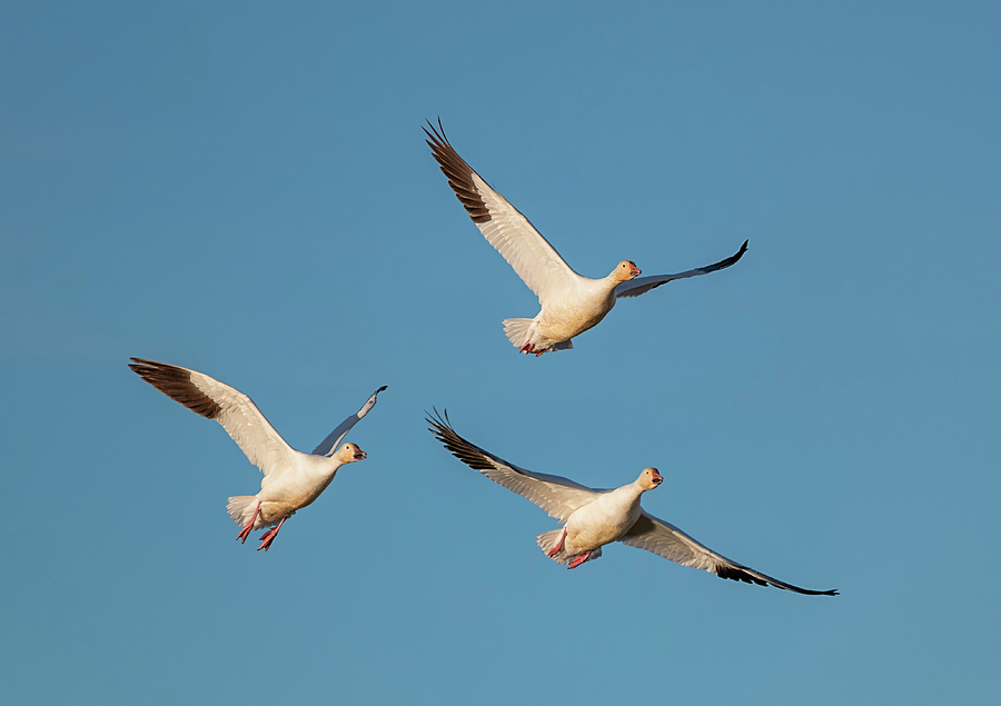 Three Snow Geese Photograph by Loree Johnson