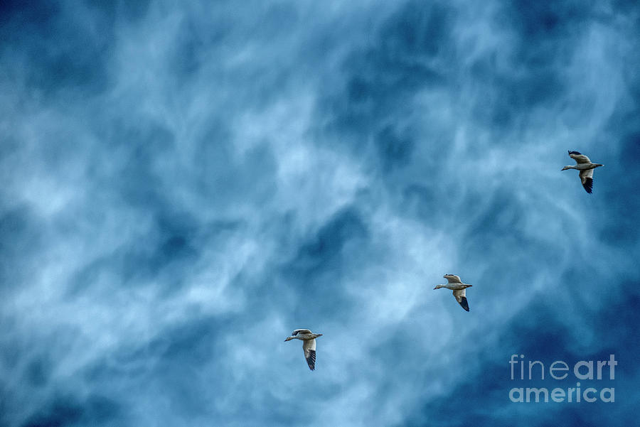 Three Snow Geese Photograph by Pamela Dunn-Parrish