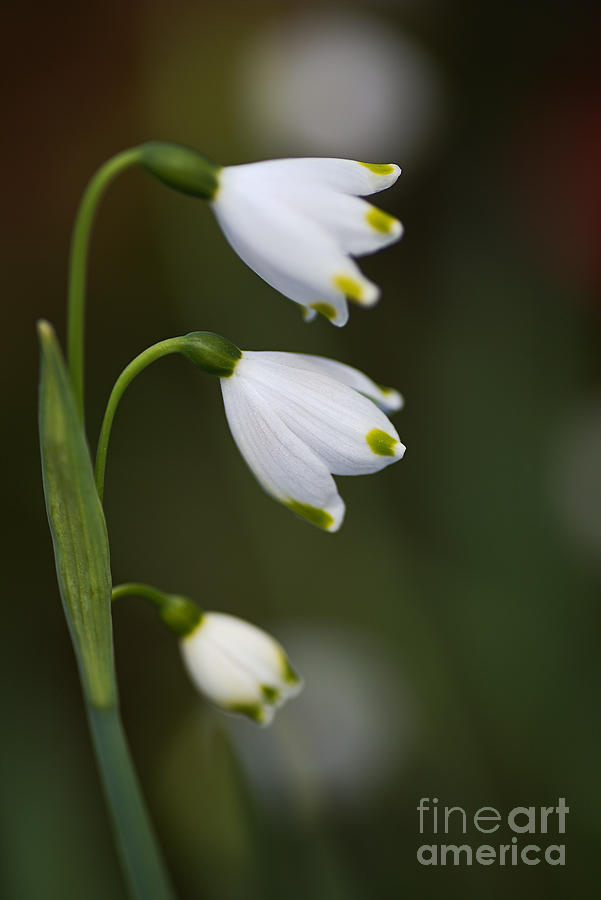 Three Snowdrop Flowers Photograph by Joy Watson