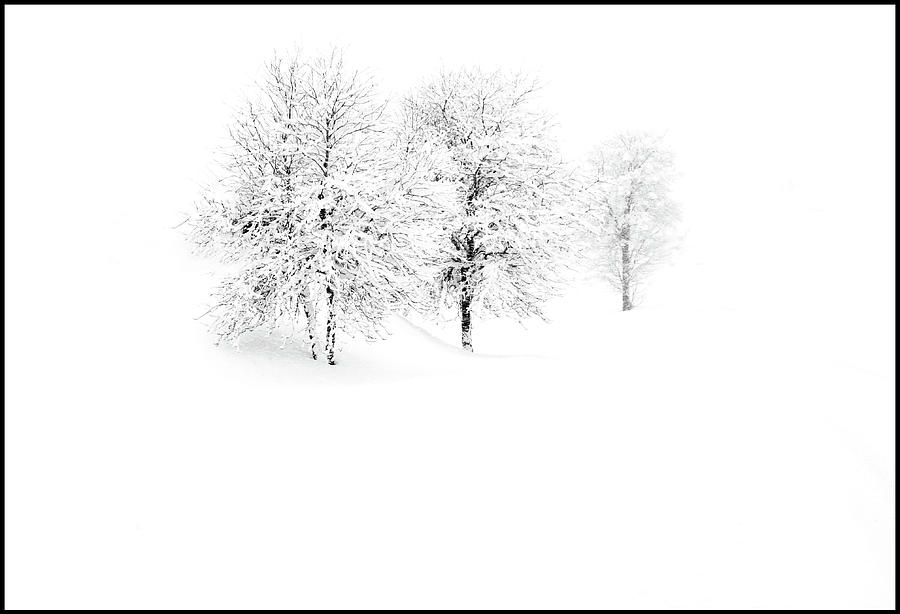 Three snowy Trees Photograph by Imi Koetz