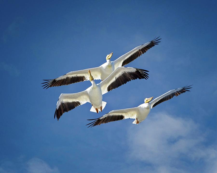 Three Soaring Above Photograph by Ronald Lutz