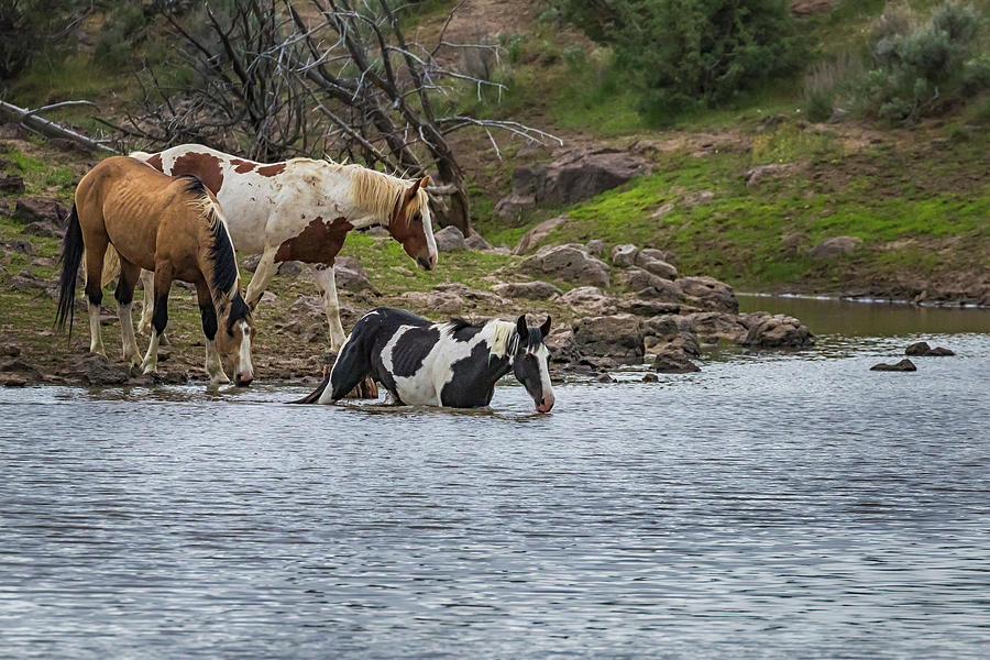 Three South Steens Mustangs at the Waterhole Photograph by Belinda Greb