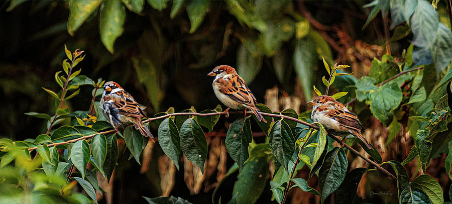 Three Sparrows Photograph by Diane Lindon Coy