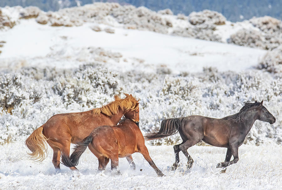 Three Stallions Sparring In The Snow Photograph