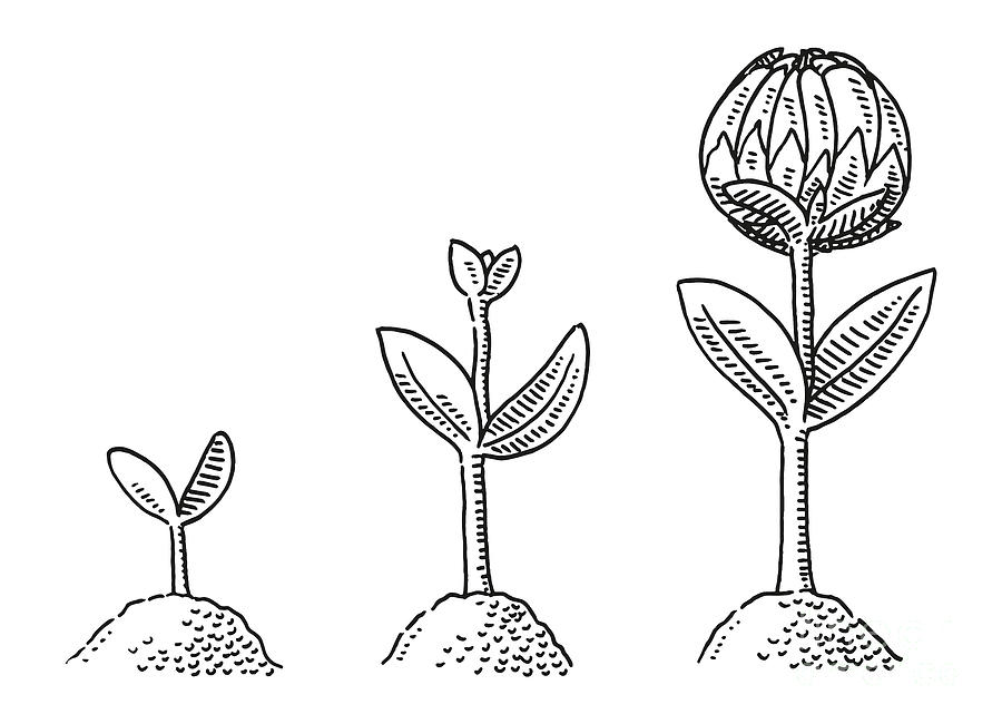Black And White Drawing - Three Steps Plant Seed Growth Drawing by Frank Ramspott