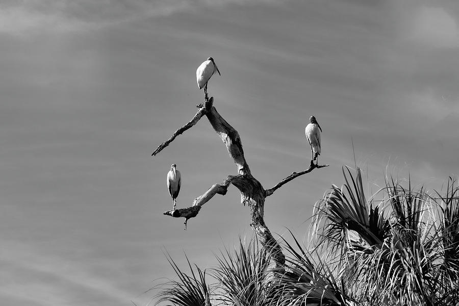 Three Storks in a Tree Photograph by Robert Wilder Jr