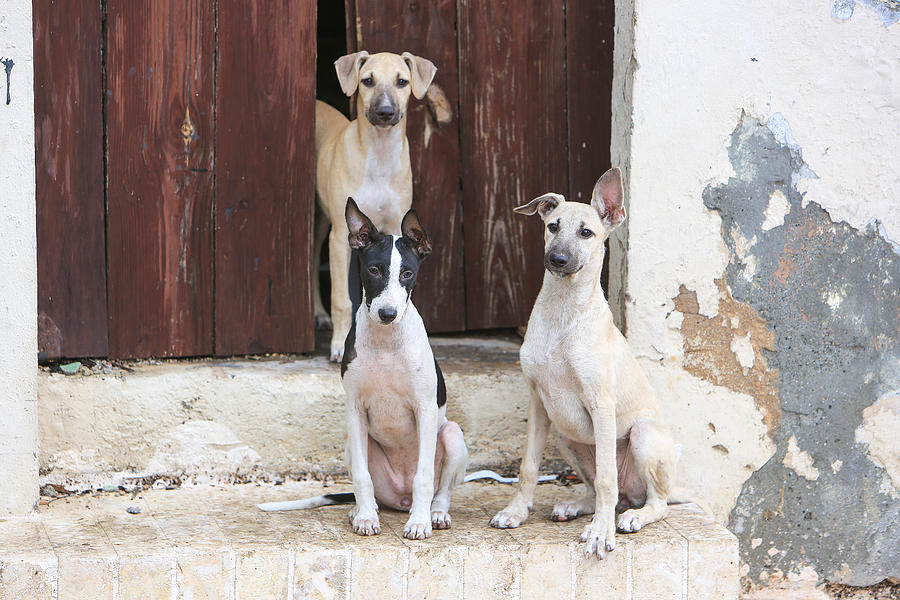 Three stray dogs in an abandoned house in old Santo Domingo, Dominican Republic Photograph by JordiStock
