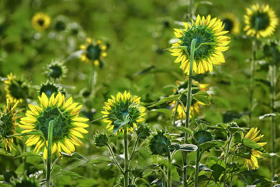Three Sunflowers Photograph by Bill Chambers