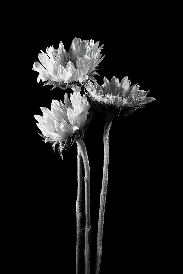 Three Sunflowers in Black and White Photograph by Sharon Popek Three Sunflowers in Black and White Photograph by Sharon Popek