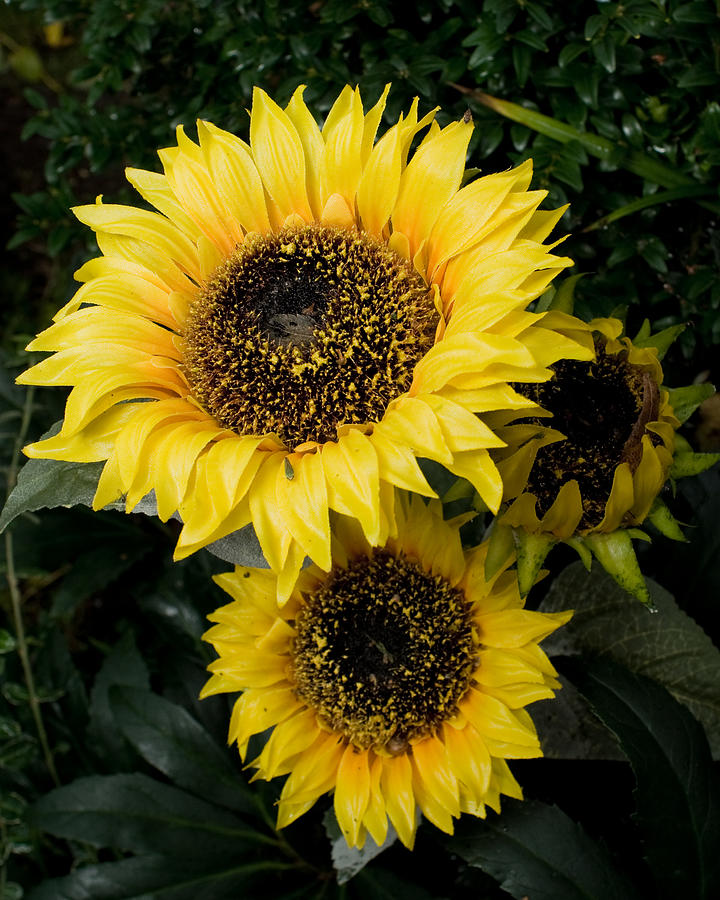 Three Sunflowers Photograph