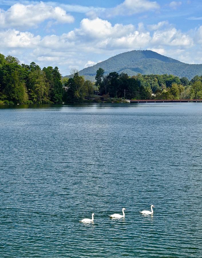 Three Swans at the Lake Photograph by Kathy Chism