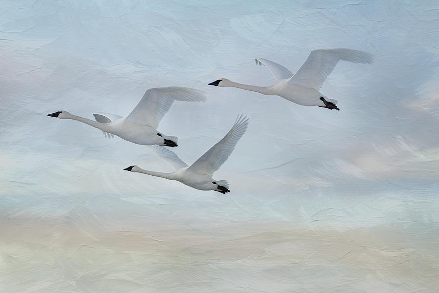 Three Swans in Flight - Painterly Mixed Media by Patti Deters