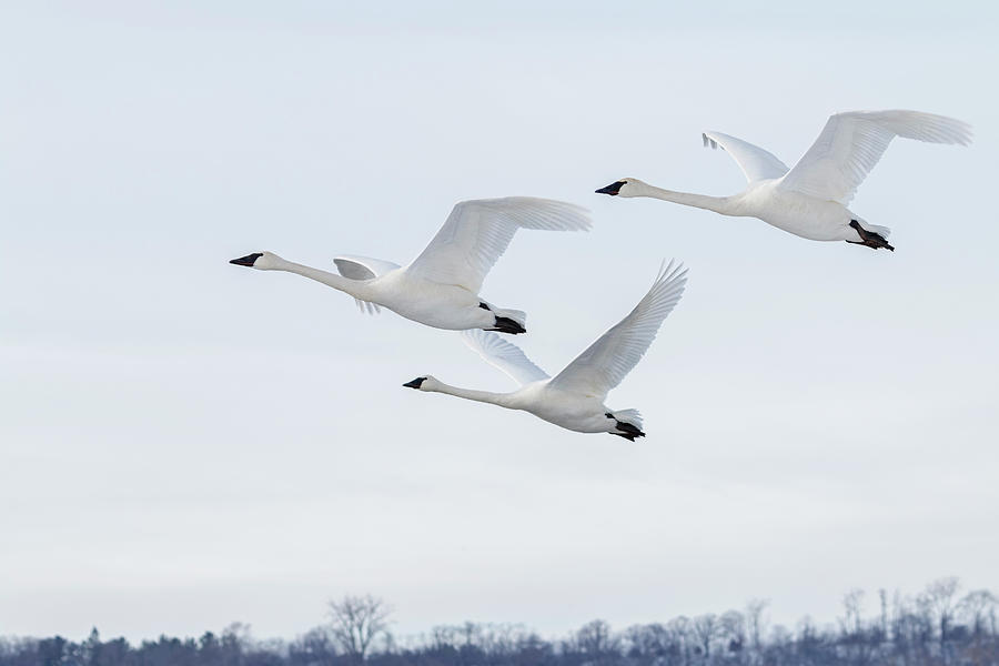 Three Swans in Flight Photograph by Patti Deters