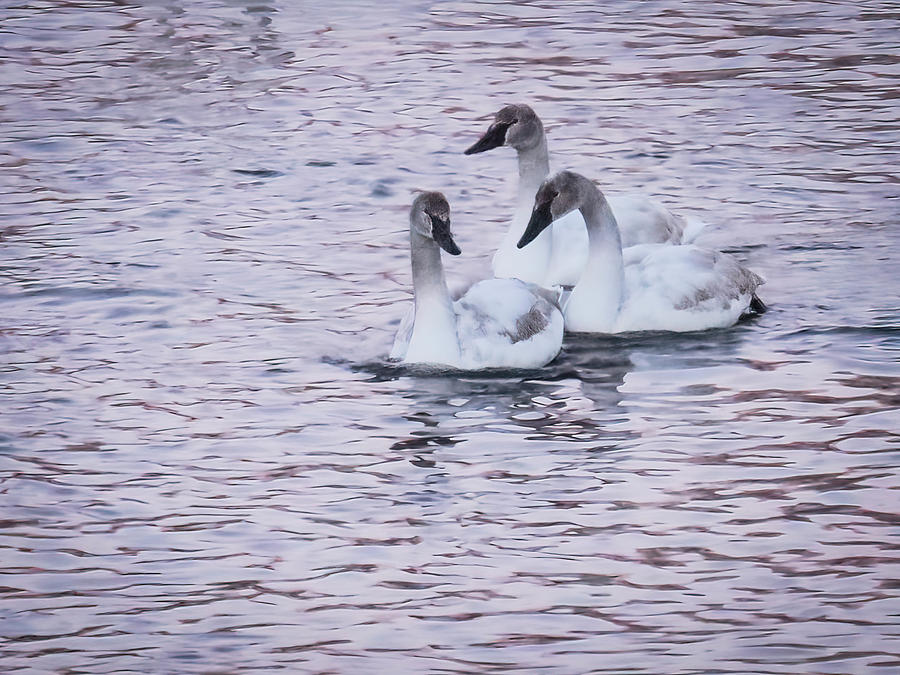 Three Swans in Lavender Light Photograph by Patti Deters - Fine Art America