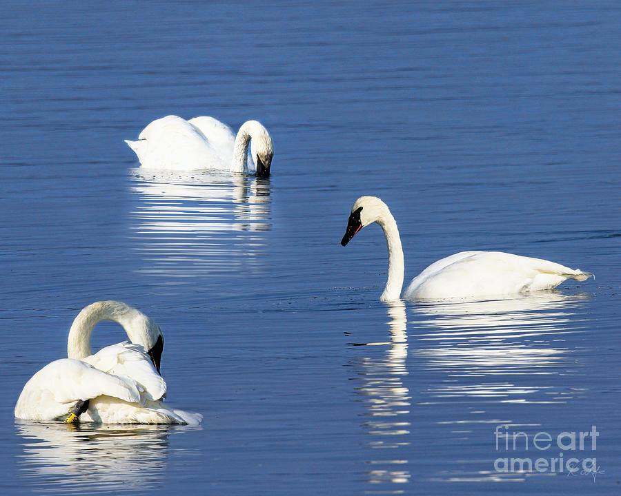 Nature Photograph - Three Swans by Rosanna Life