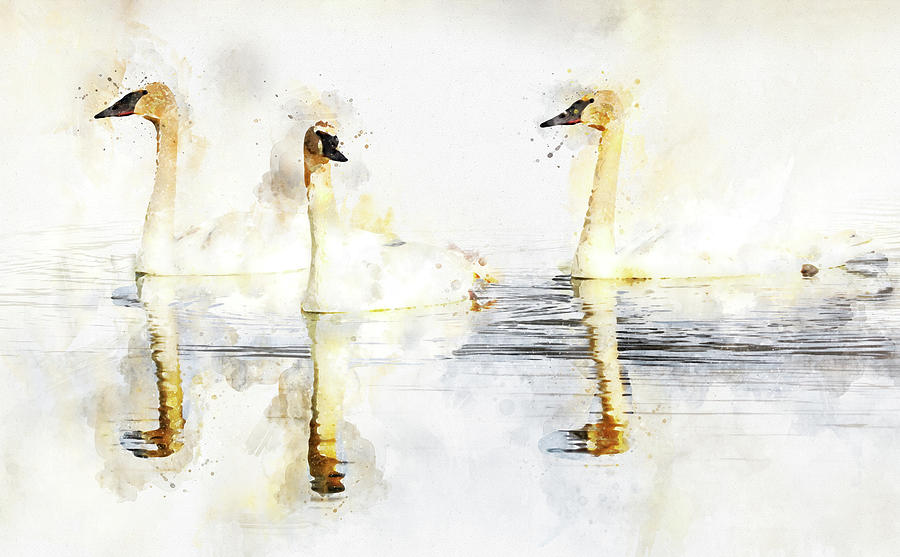 Three Swans Watercolor Reflection Painting by Dan Sproul