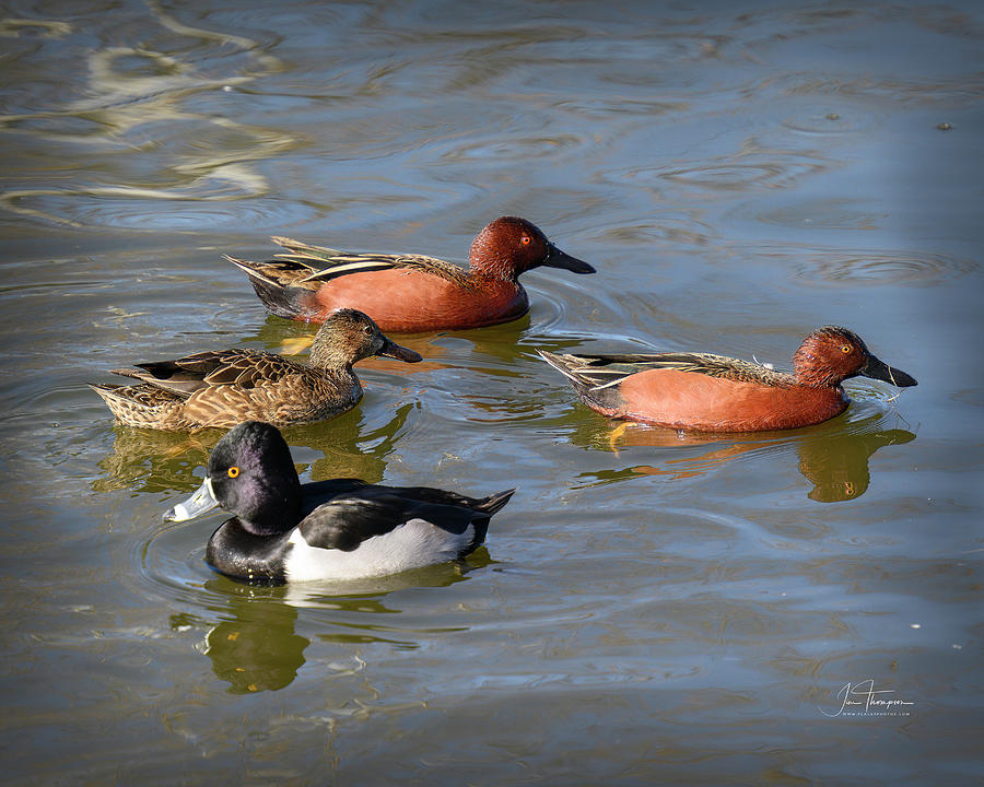 Three Teals and a Duck Photograph by Jim Thompson