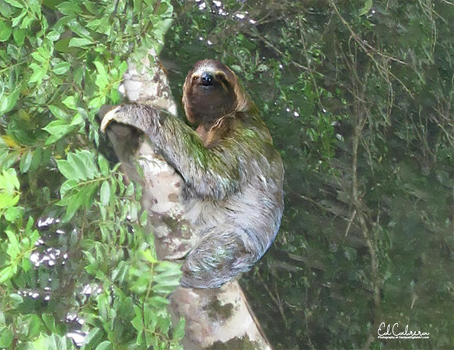 three toed sloth three toed sloth