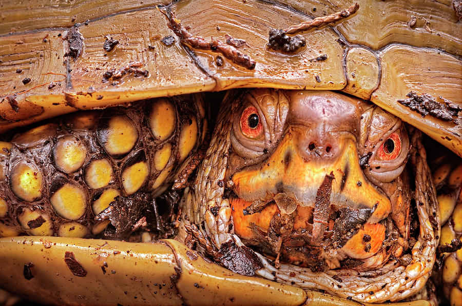 Three-Toed Box Turtle Photograph by Robert Charity