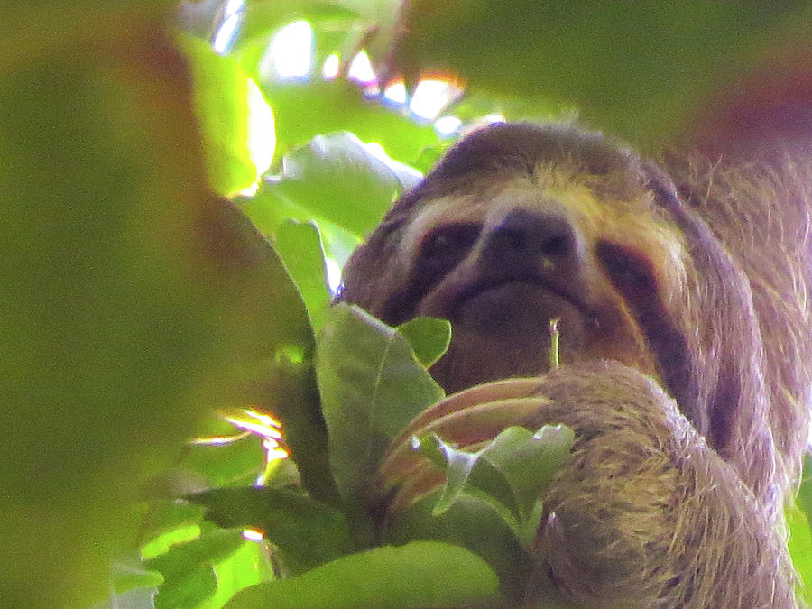 The Reclusive Three Toed Sloth Photograph by Leslie Struxness